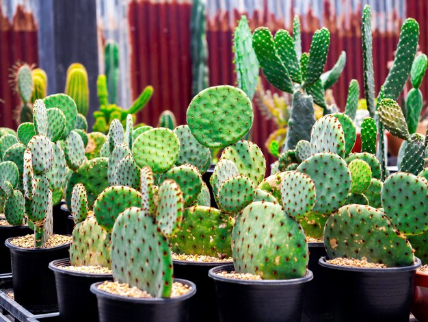 Close-up of succulent plants in pot