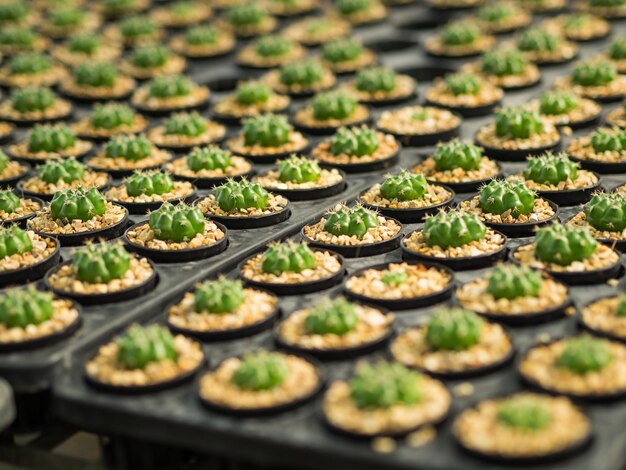 Photo close-up of succulent plants in seedling tray