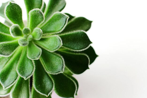 Close up succulent plants on a white background green succulent Echeveria Setosa