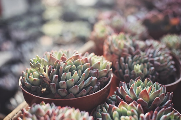 Photo close-up of succulent plants