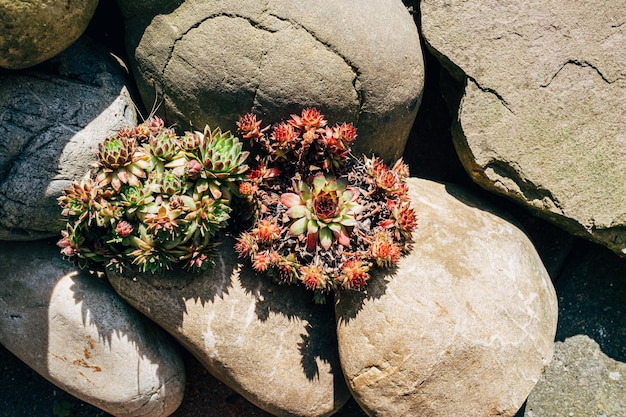 Foto close-up di piante succulente