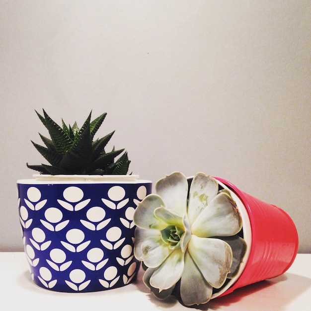 Photo close-up of succulent potted plants on table at home