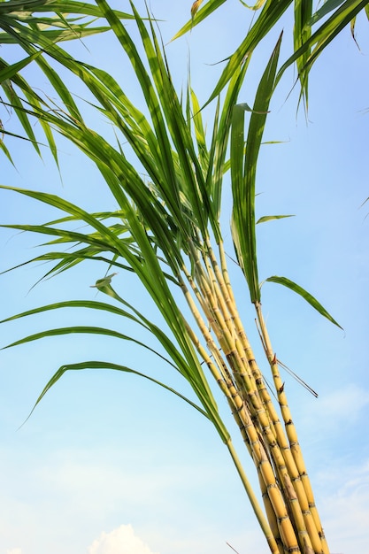 Chiuda sulla canna da zucchero in piantagione in tailandia