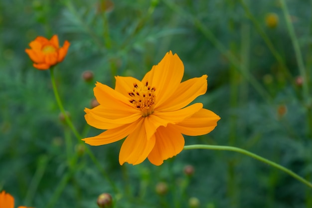 夏の硫黄コスモスの花、オレンジコスモスの花のクローズアップ