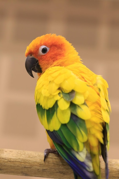 Photo close-up of sun conure perching on branch