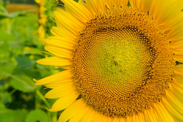 Close-up of sun flower against a blue sky