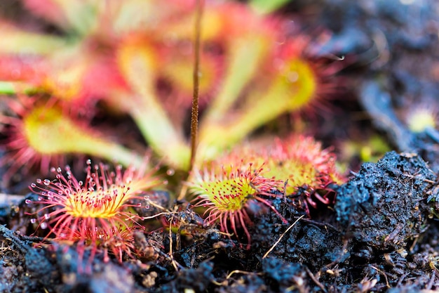 Close-up of sundew plant