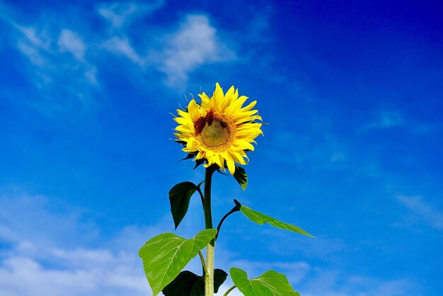 Close-up of sunflower against blue sky