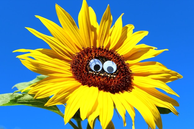 close-up of sunflower against blue sky
