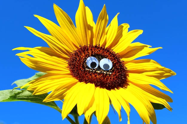 Photo close-up of sunflower against blue sky