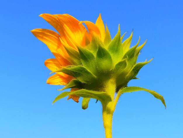 Close-up of sunflower against blue sky