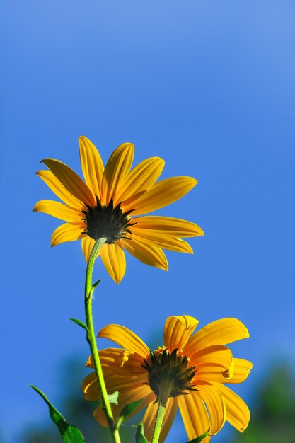 Close-up of sunflower against blue sky