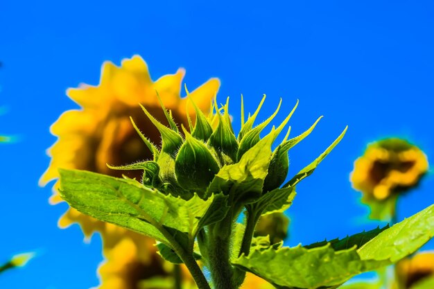 Photo close-up of sunflower against blue sky