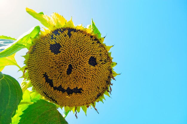 Photo close-up of sunflower against clear sky