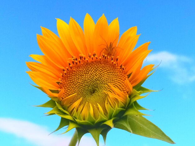 Close-up of sunflower against sky