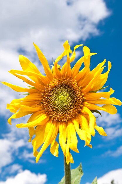 Close-up of sunflower against sky