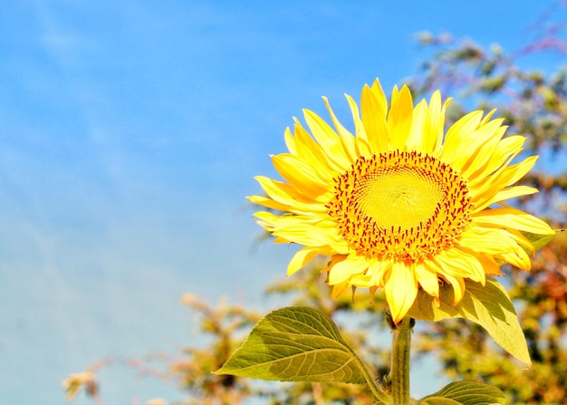 Close-up of sunflower against sky