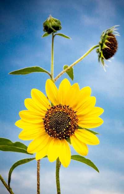 Close-up of sunflower against sky