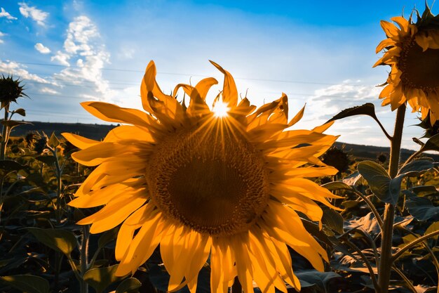 Photo close-up of sunflower against sky