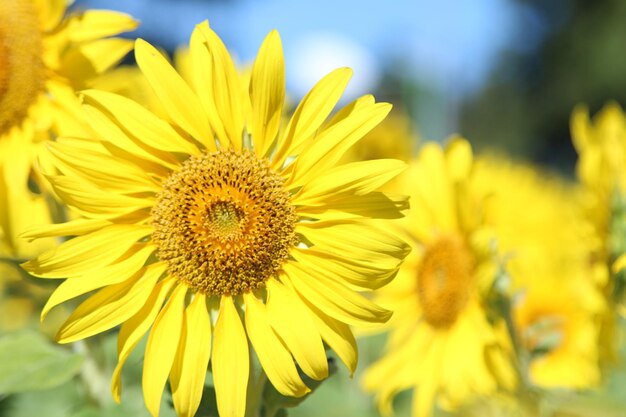 Close-up of sunflower against sky