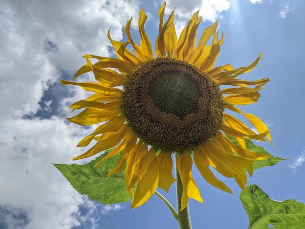 Close-up of sunflower against sky