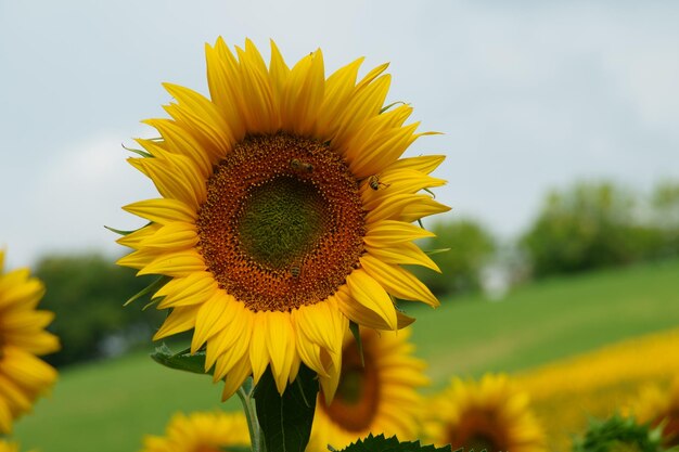 Close-up of sunflower against sky