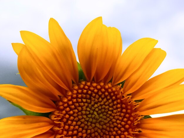 Close-up of sunflower against sky