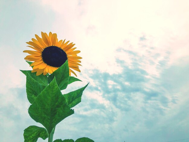 Close-up of sunflower against sky