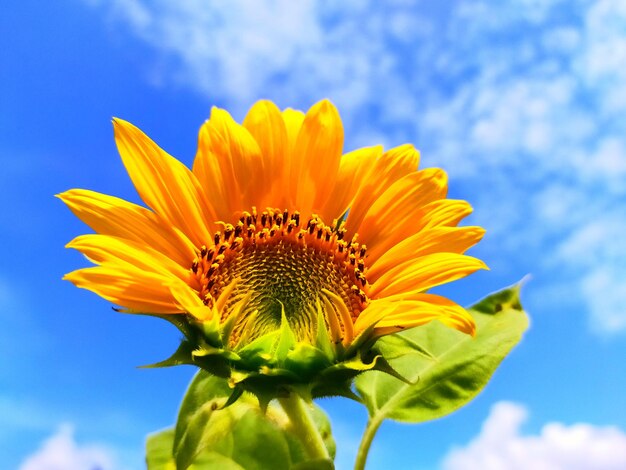 Foto close-up di girasole contro il cielo