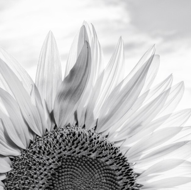 Foto close-up di girasole contro il cielo