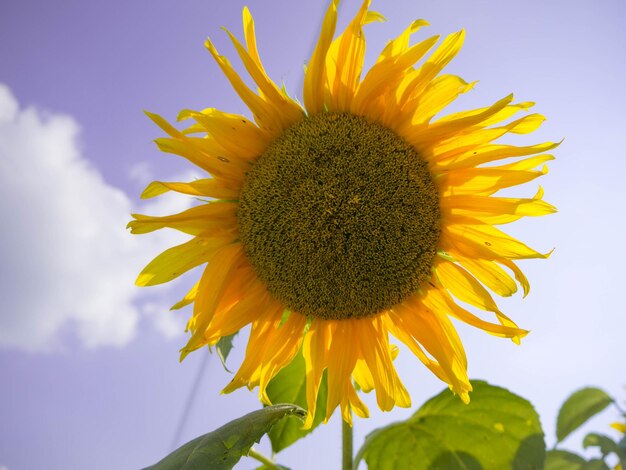 Close-up of sunflower against sky