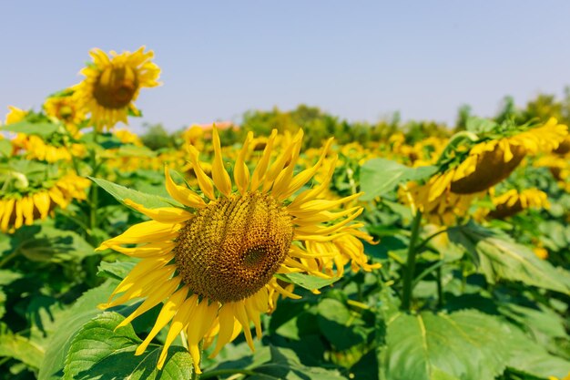 Close-up of sunflower against sky