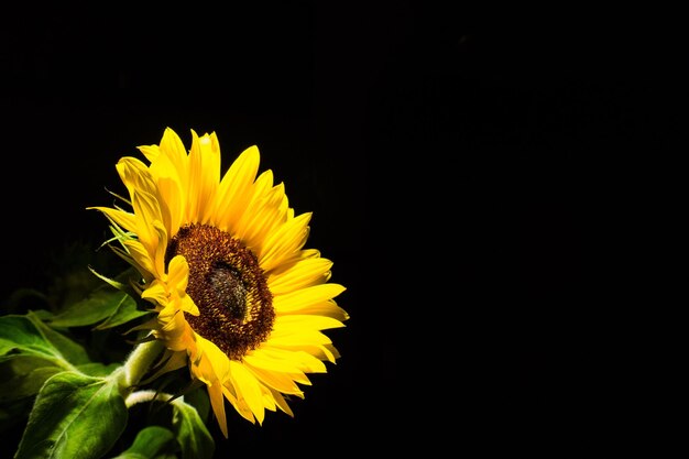 Foto close-up di girasole in fiore su sfondo nero