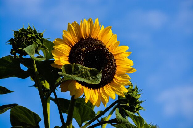 Close-up of sunflower blooming against blue sky