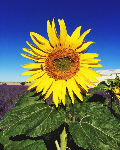 Close-up of sunflower blooming against clear sky