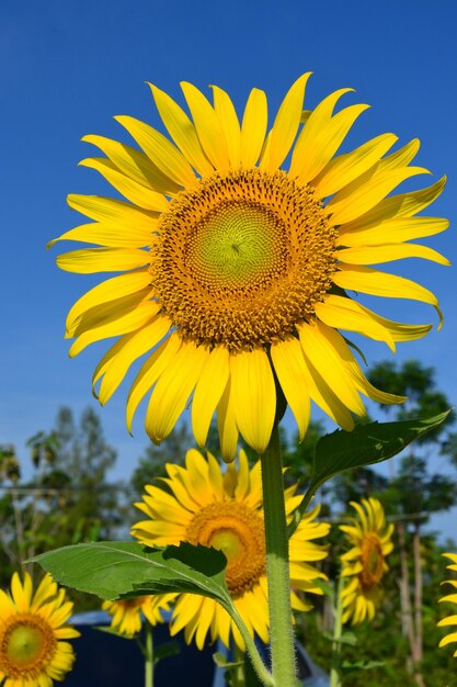 Close-up of sunflower blooming against sky