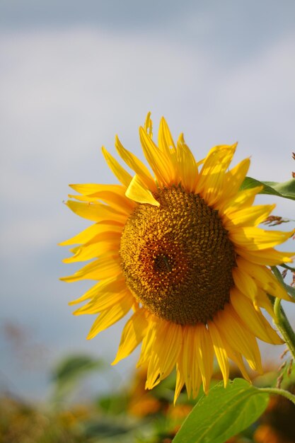 Close-up of sunflower blooming against sky