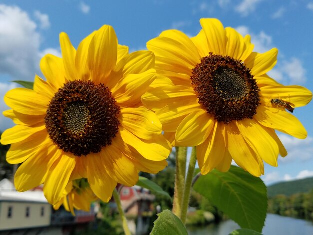 Close-up of sunflower blooming against sky