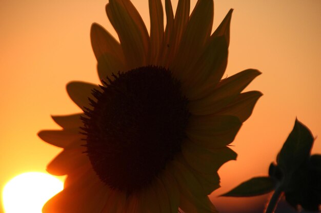 Close-up of sunflower blooming against sky