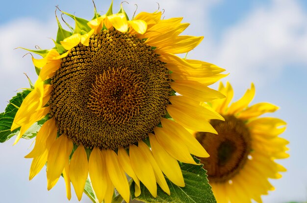 Close-up of sunflower blooming against sky