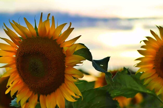 Close-up of sunflower blooming against sky