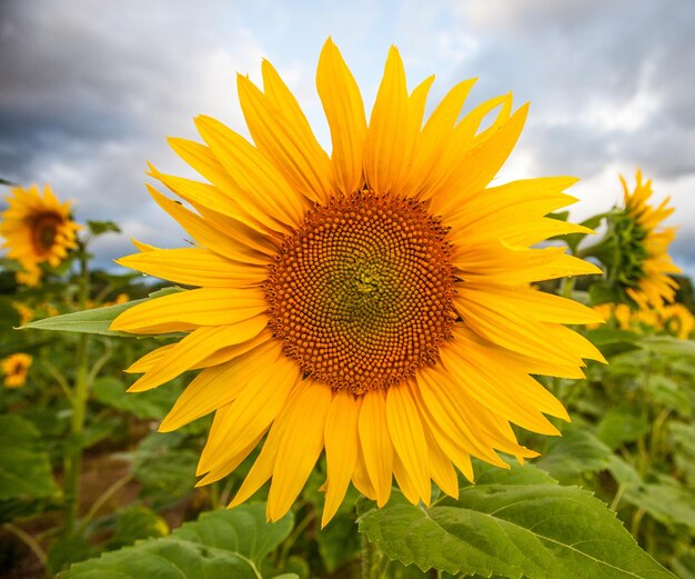 Close-up of sunflower blooming on field against sky