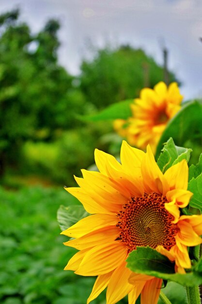 Close-up of sunflower blooming on field against sky