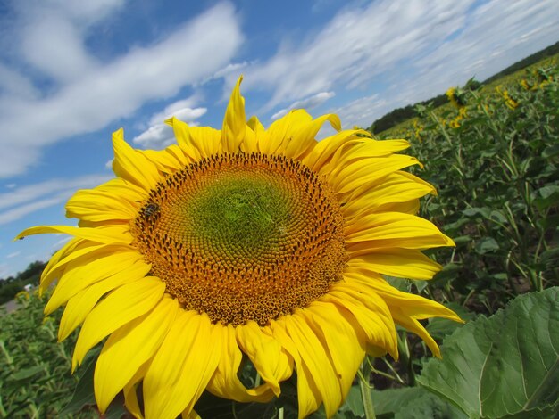 Close-up of sunflower blooming on field against sky