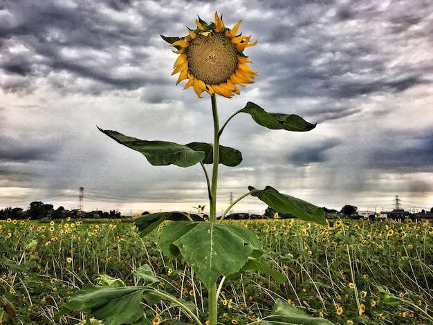 Close-up of sunflower blooming on field against sky