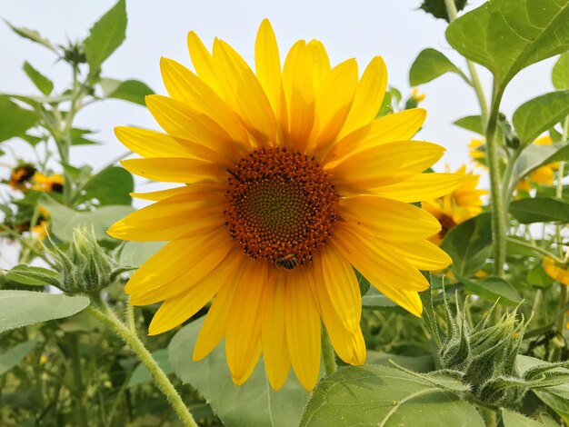 Close-up of sunflower blooming on field against sky