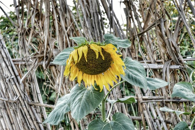 Close-up of sunflower blooming on field