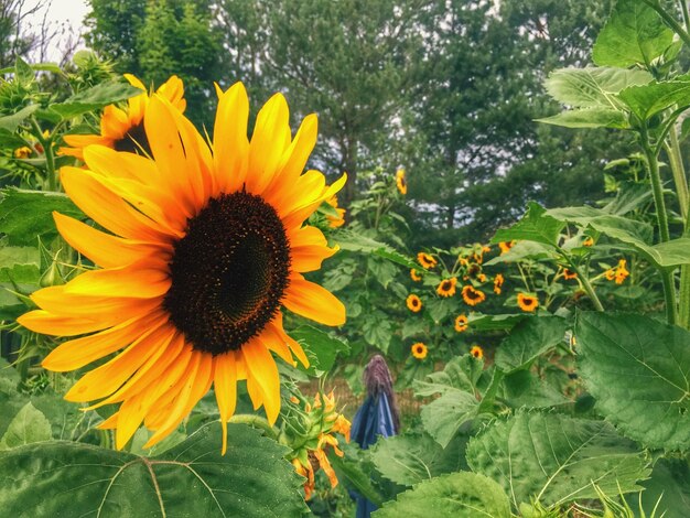 Close-up of sunflower blooming in field