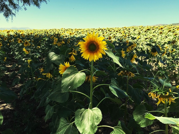 Close-up of sunflower blooming in field