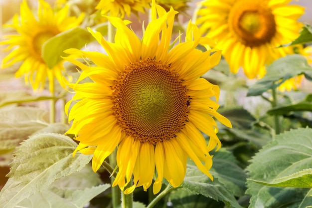 Vicino il girasole che fiorisce nel campo